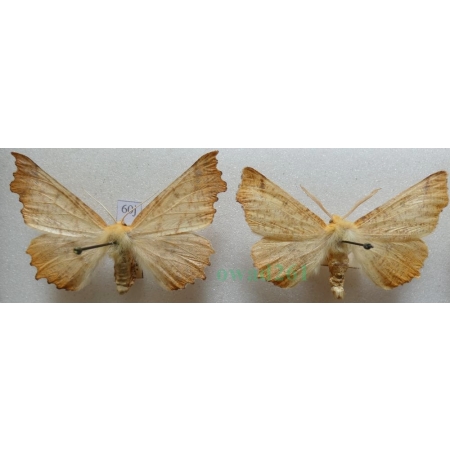 Ennomos autumnaria (Werneburg, 1859) pair Latalec jesieniak Czech60j